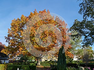 Terrific looking autumn tree in a graveyard