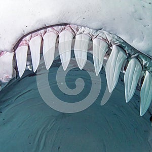 Menacing Shark Jaws Underwater