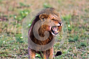 Terrifying roar of a african lion. Masai Mara