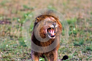 Terrifying roar of a lion. Masai Mara, Kenya.