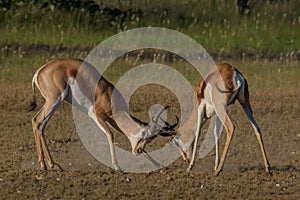 Territorial battle in Springbok