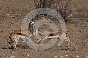 Territorial conflict, two Springbuck rams take on one another