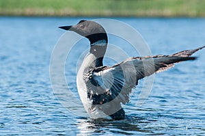 Territorial display of the common loon