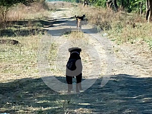 Territorial Fight between Dogs.