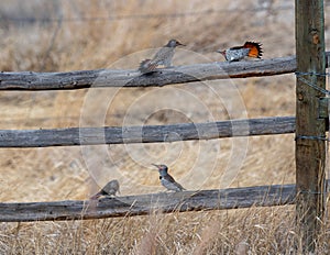 Territorial Fights Northern Flicker