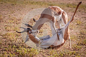 Territorial rams fighting.