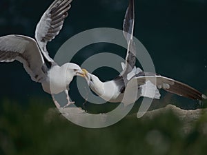 Territorial Seagulls at La Jolla, California
