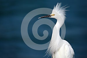Territorial Snowy Egret photo