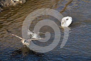 Territorial white swan chasing off Canada goose on river. UK.