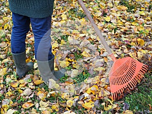 Territory cleaning works in autumn. Tree leaves and rake.