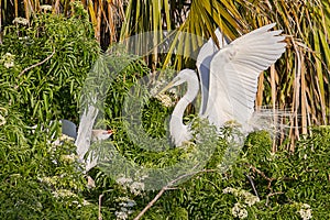 Territory Fight Between Egret Breeds