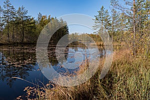 Territory of Sestroretsk swamp reserve. Saint-Petersburg. Russia