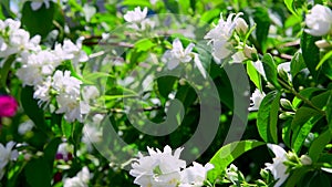 Terry Chubushnik is an ornamental shrub with white flowers.