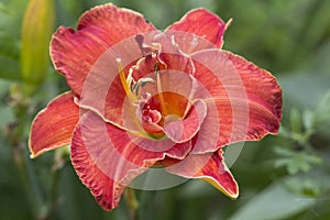 Terry day-Lily is a (hybrid).