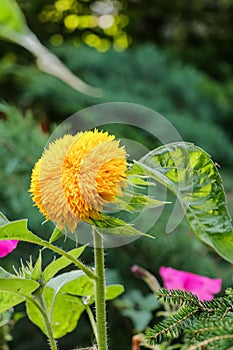 Terry flower of decorative sunflower Teddy Bear