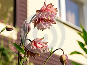 Terry hybrid of a flower Columbine or Aquilegia Latin AquilÃ©gia blooms in the front garden in front of the house