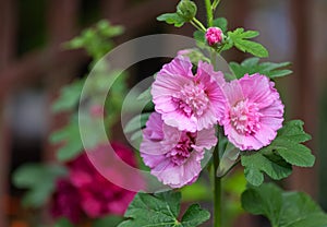 terry mallows, beautiful pink flowers