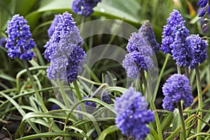 Terry muscari Fantasy Creation - blue muscari, grape hyacinths. Beautiful spring flowers blooms in the flowerbed, blurred