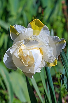 Terry narcissus, spring flowers. Gardening.