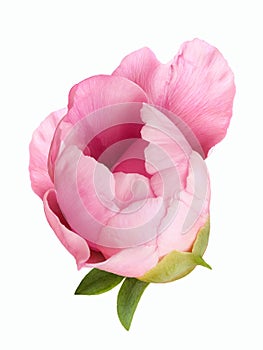 Terry pink peony flower bud isolated