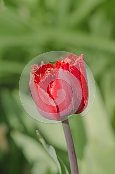 Terry red fringed tulip Barbados photo