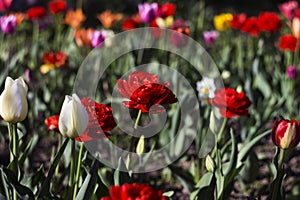 Terry red tulips and pink, yellow and white tulips bloom in the garden. Bright spring flowers