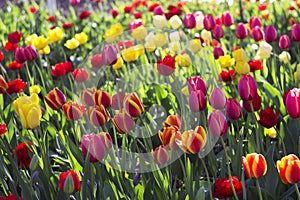 Terry red tulips and pink, yellow and white tulips bloom  in the garden. Bright spring flowers