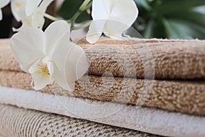 Terry Towels and Bloom of the White Orchid