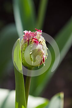 Terry tulip bud