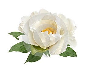 Terry white peony flower isolated
