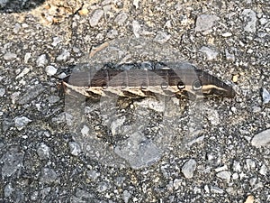 Tersa Sphinx Caterpillar - Xylophanes tersa - in Morgan County Alabama USA