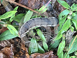 Tersa Sphinx Caterpillar - Xylophanes tersa - in Morgan County Alabama USA