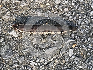 Tersa Sphinx Caterpillar - Xylophanes tersa - in Morgan County Alabama USA