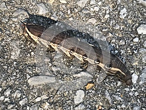 Tersa Sphinx Caterpillar - Xylophanes tersa - in Morgan County Alabama USA