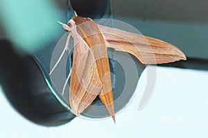 Tersa sphinx moth