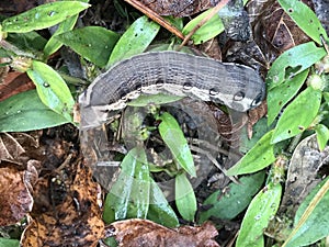 Tersa Sphinx Moth Caterpillar - Xylophanes tersa - in Morgan County Alabama USA