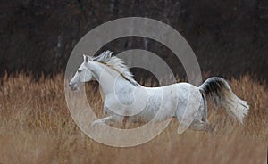 Tersk horse running