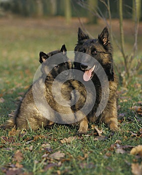 Tervueren or Belgian Shepherd Dog, Pup with Mother