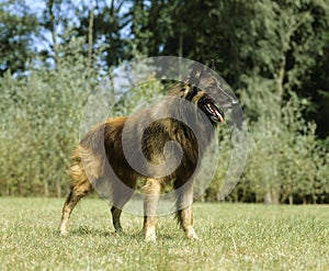 Tervueren or Belgian Shepherd, Dog standing on Lawn