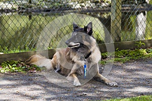 A Tervuren diabetes dog