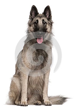 Tervuren dog, 19 months old, sitting