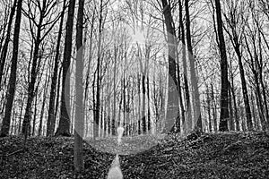 Tervuren Park Belgium - Black and White Forest - Portra 400