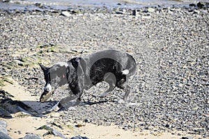 Tess with a large iece of stone