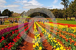 Tesselaar Tulip Festival in Victoria, Australia