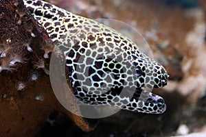 Tessellate moray