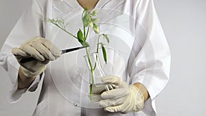 Test of genetically modified plants in laboratory