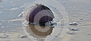 Test of Sea urchin on the shoreline inside the waves