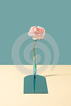 Test tube with blue liquid and fake peonia flower against the pastel two tone background. photo