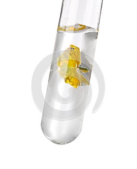 Test tube with buttercup flower on white background. Essential oil extraction