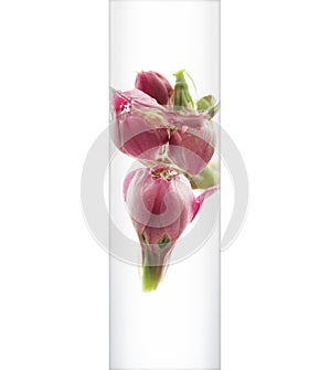 Test tube with flowers on white background